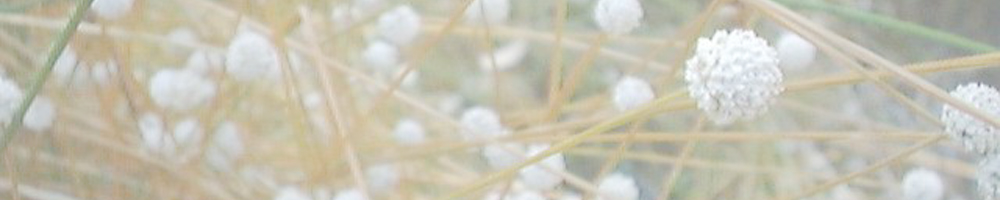 愛知県緑化センター 昭和の森