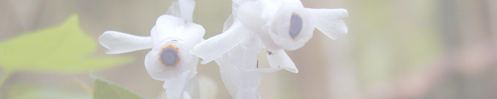 上浅間山～下浅間山