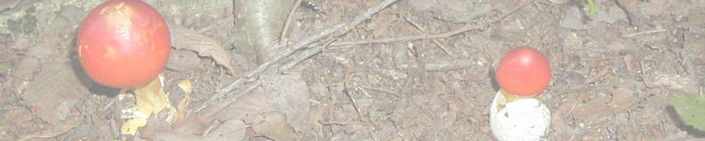 竜頭山～小竜頭