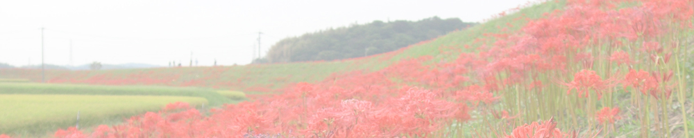 南吉メルヘンロード彼岸花