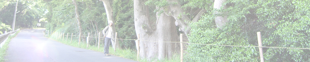 砥鹿神社東のケヤキ
