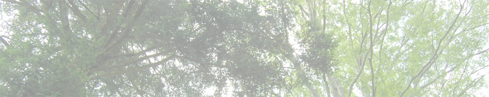 長篠城跡地のケヤキとモミ