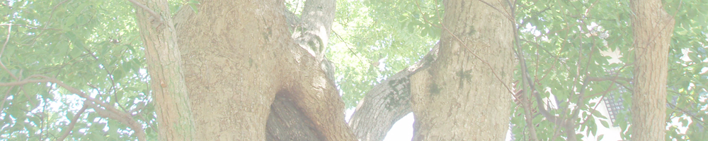 大智院八百比丘手植えのクス