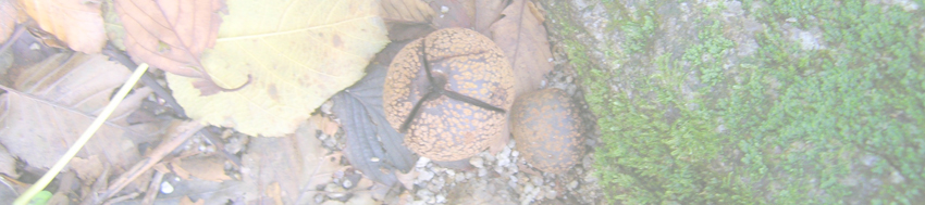 貝月山の栃の樹