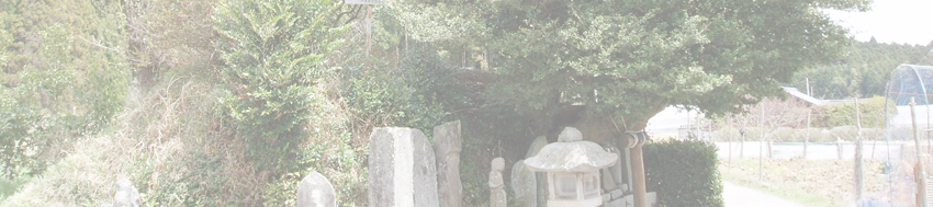 須山のイヌツゲ