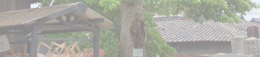 玄猷寺のクロガネモ