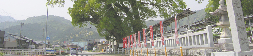 尾鷲神社の大楠