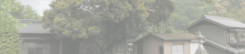 白髭神社のイチイガシ