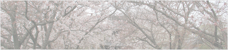 行福寺のしだれ桜