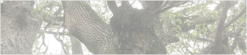 白山神社のクスノキ