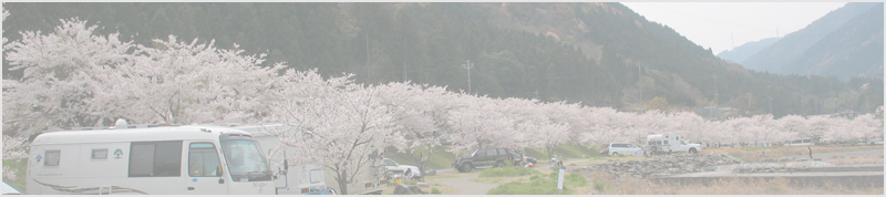 粕川キャンプ場の桜
