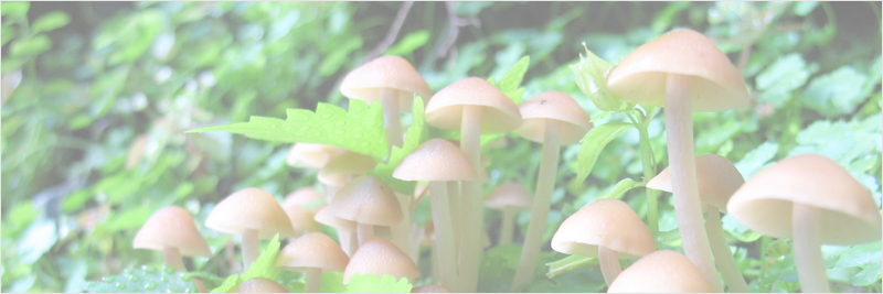 江股ノ頭～白倉山