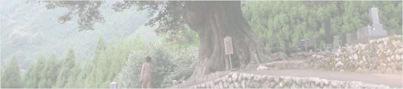 大渕寺のスダジイ