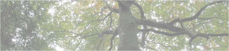 南木曾岳のミズナラ