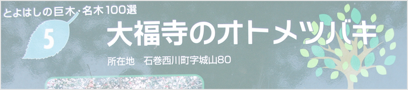 大福寺のオトメツバキ