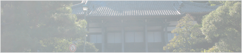 大恩寺のシラカシ