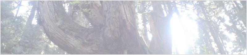 21世紀の森の株杉