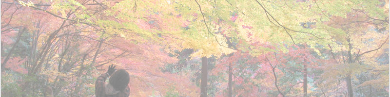 大矢田楓谷の楓