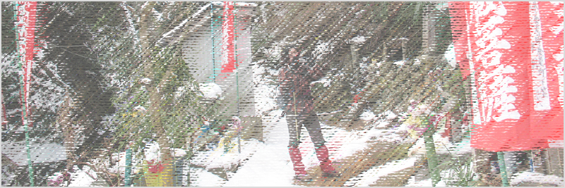 国分寺の御神木