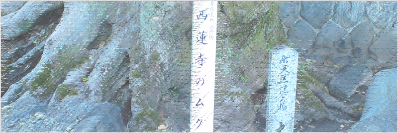 西蓮寺のムクノキ