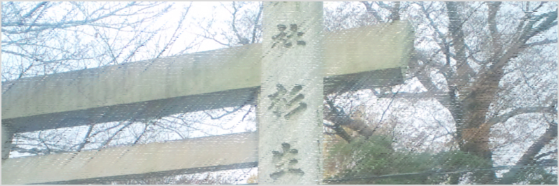 杉生神社のケヤキ