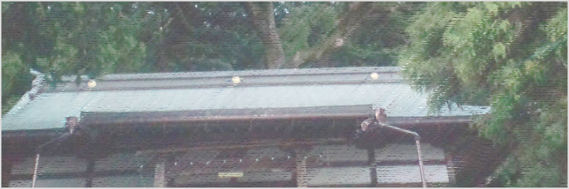 松山諏訪神社の大くす