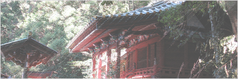 白山神社の大杉
