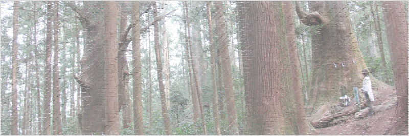 智満寺の十本杉