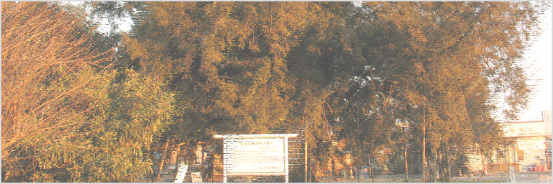 北浜の大カヤの木