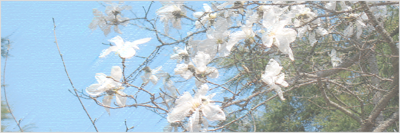 烏帽子岳～白倉岳～白倉中岳～白倉南岳