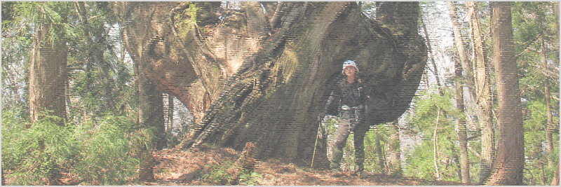 白倉岳の芦生杉