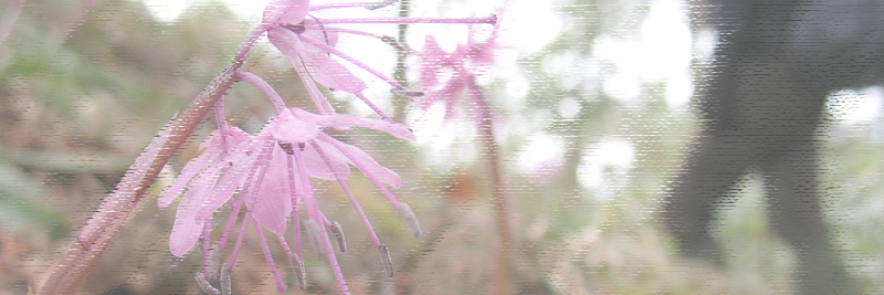 高時山～高時山北峰