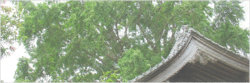 了徳寺の御葉附銀杏