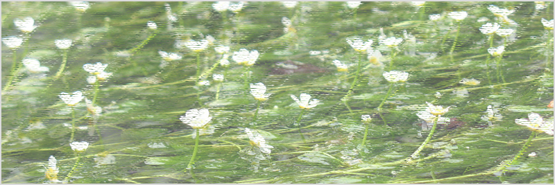 醒ヶ井宿と梅花藻