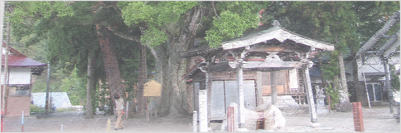 飯島八幡神社の榎