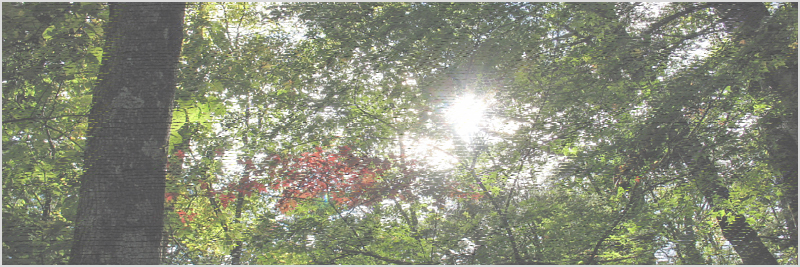 権兵峠のカラマツ