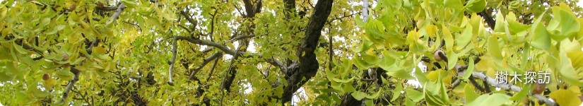 上沢寺のオハツキイチョウ
