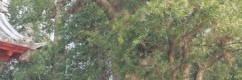 西明寺のモッコク