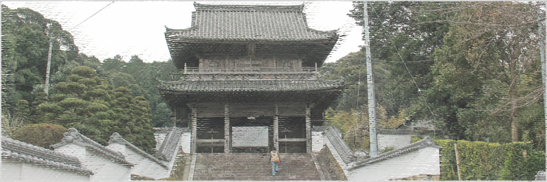 大恩寺のシラカシ