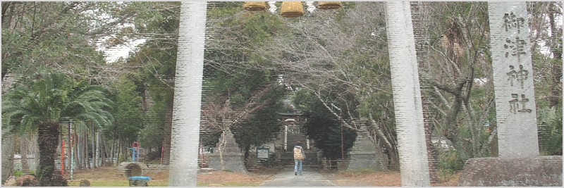 御津神社のクスノキ