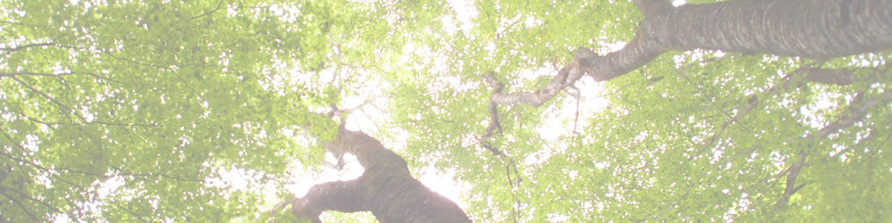 オオキツネのかみそり群生地とけやきの森