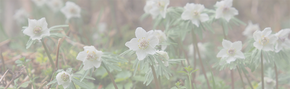 石雲寺の節分草