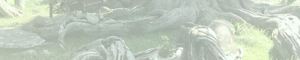 夏山の根上り杉