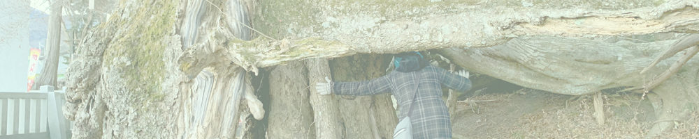 浅間縁結びの木