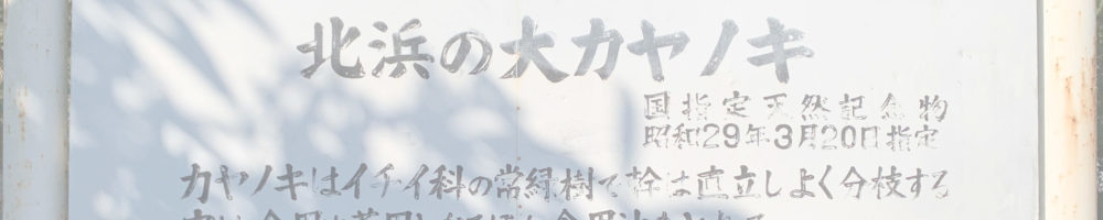 北浜の大カヤノキ