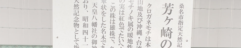 芳ヶ崎のクロガネモチ