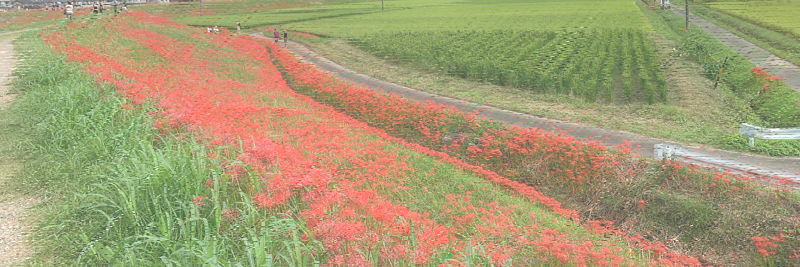 矢勝川の彼岸花