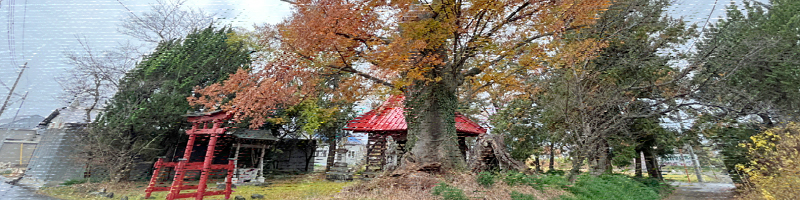 清水八幡の夫婦ケヤキ
