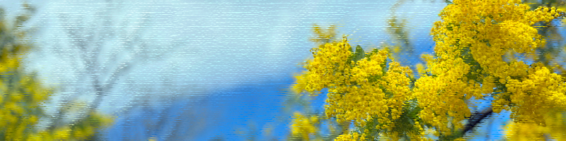 大府みどり公園～ミモザ～