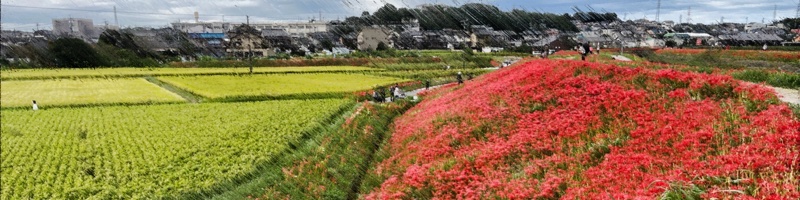 矢勝川の彼岸花